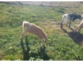 capko-small-4