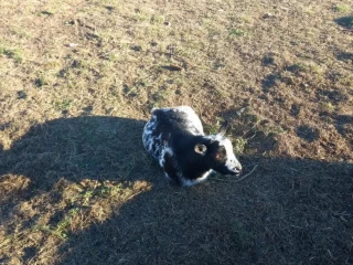 capko