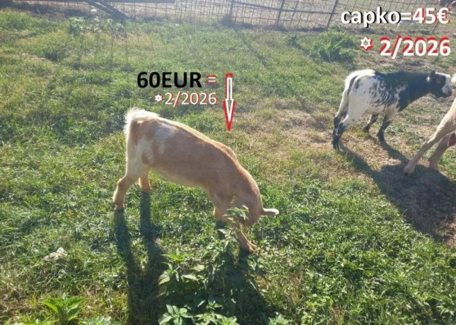 capko-big-2