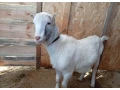 predam-capka-lamancha-small-1