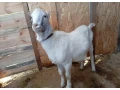predam-capka-lamancha-small-0