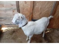 predam-capka-lamancha-small-2