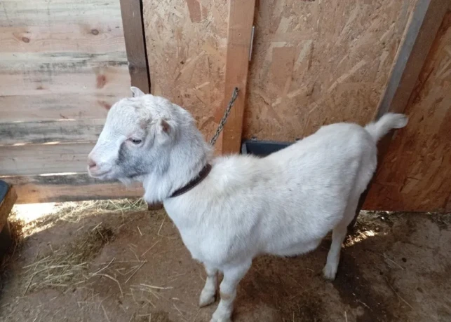 predam-capka-lamancha-big-2