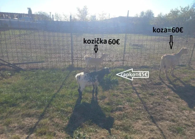koza-big-4