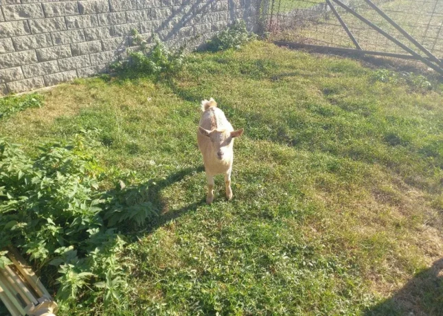 kozicka-big-0