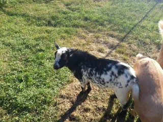 capko
