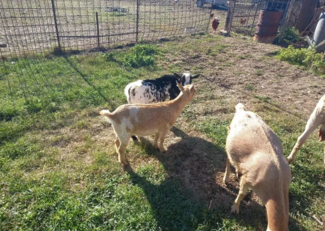 capko-big-3