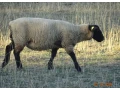 plemenne-jahnice-suffolk-small-4