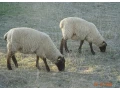 plemenne-jahnice-suffolk-small-1
