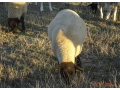 plemenne-jahnice-suffolk-small-2