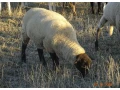 plemenne-jahnice-suffolk-small-0