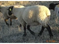 plemenne-jahnice-suffolk-small-3