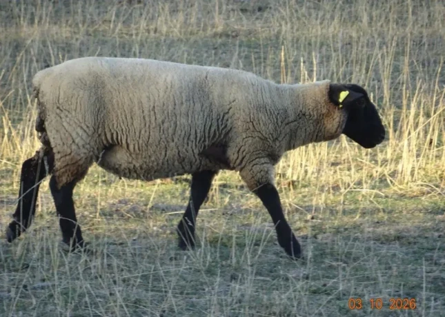 plemenne-jahnice-suffolk-big-4