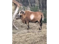 kamerunsky-baran-small-0
