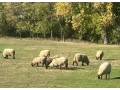 predam-suffolky-small-1