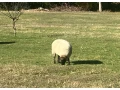 predam-suffolky-small-0