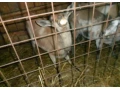 koza-small-2