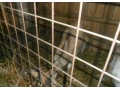 koza-small-1