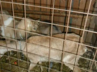 koza
