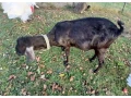 anglonubijskaalpinska-small-1