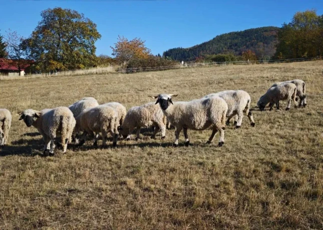 walliserska-ciernonosa-ovca-big-2
