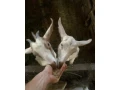 mlade-kozy-small-1