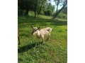 koza-small-2