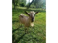 koza-small-4