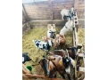 predam-kozy-small-1