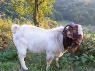 kupim-burskeho-capa