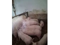 odstavcata-landras-30kg-dovoz-zdarma-small-0