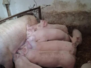 odstavcata-landras-30kg-dovoz-zdarma