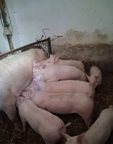 odstavcata-landras-30kg-dovoz-zdarma-big-0