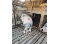 predam-osipane-small-2