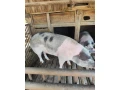 predam-osipane-small-1