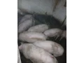 krmniky-small-0
