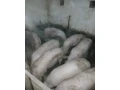 krmniky-small-1