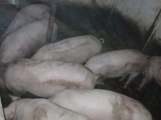 krmniky