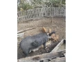 predam-prasiatka-durok-mangalica-small-1