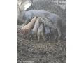 predam-prasiatka-durok-mangalica-small-0