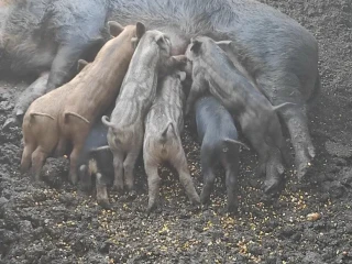 predam-prasiatka-durok-mangalica