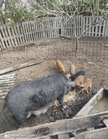 predam-prasiatka-durok-mangalica-big-1