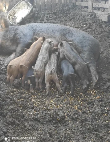 predam-prasiatka-durok-mangalica-big-0