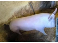 osipane-small-0