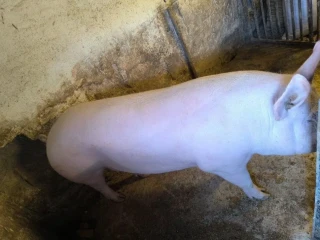 osipane