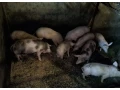 predam-odstavcata-small-0