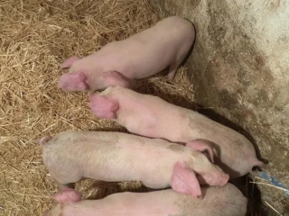 odstavcata