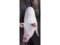 predam-osipanu-na-zarez-small-0