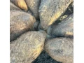 predam-mangalice-small-1