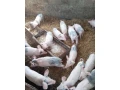 predam-odstavcata-small-4
